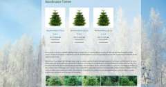 Weihnachtsbaumportal