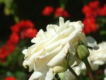 Kurpark Bad Wörishofen Rosen