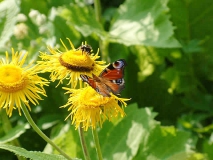 Kurpark Bad Wörishofen Schmetterling