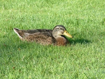Bad Wörishofen Kurpark Enten