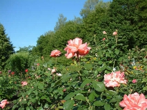 Bad Wörishofen Kurpark Rosengehege